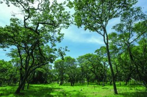 Haut-Katanga : charbon de bois, mines… pourquoi les forêts de miombo reculent ?