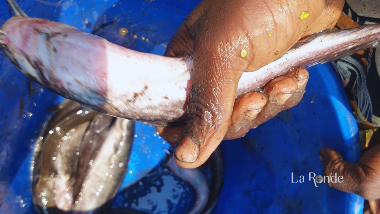 RDC : des poissons morts à Mampala, dans les eaux de la rivière Lubumbashi