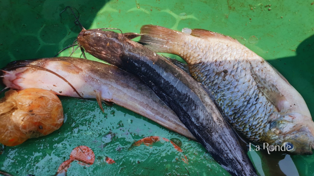 RDC : plusieurs poissons morts à Mampala, une pollution à l’acide soupçonnée [ENQUÊTE]